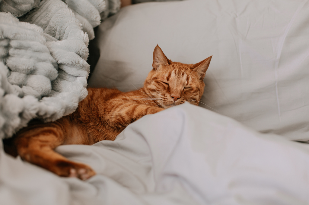 What bed do cats like most?