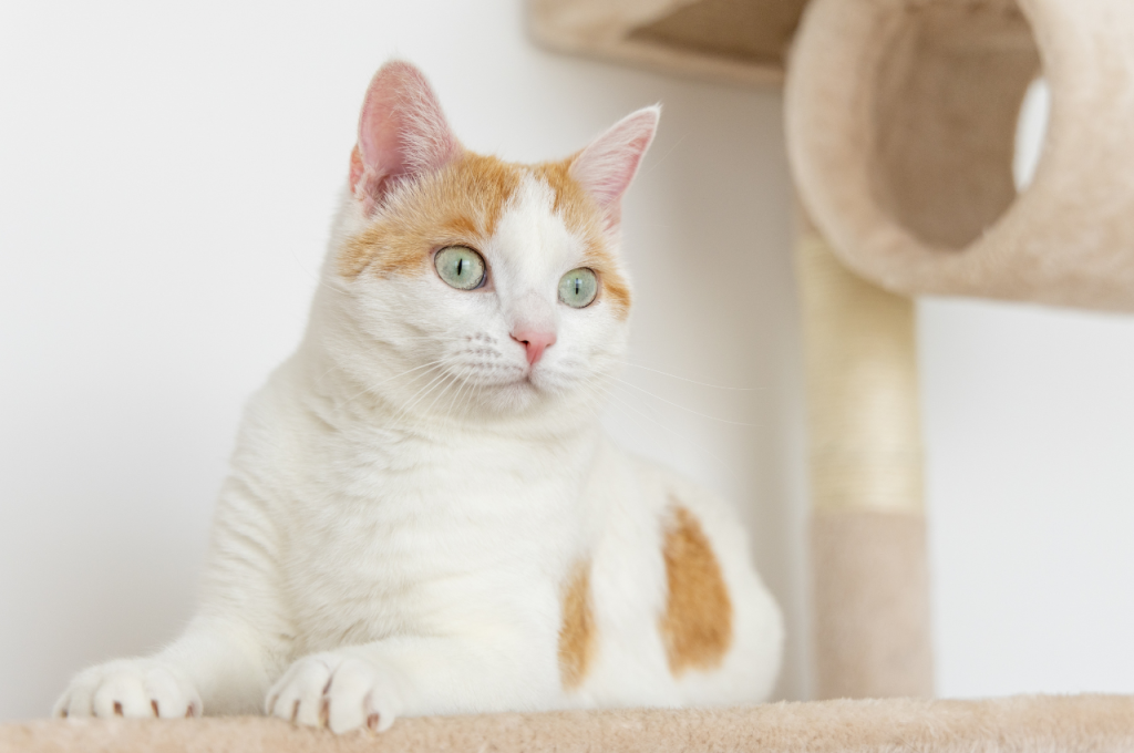 What does it mean if a cat is domesticated?