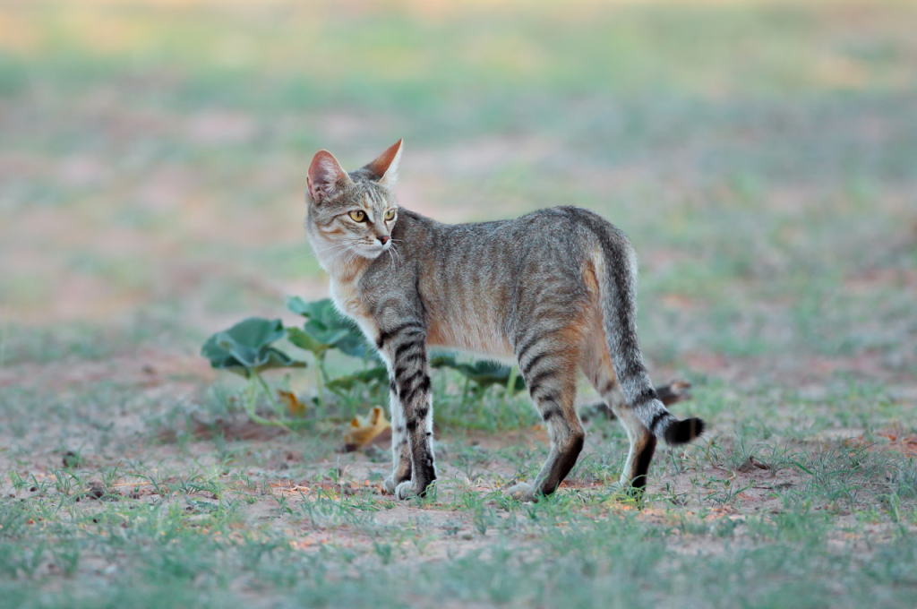 can wild cats be domesticated