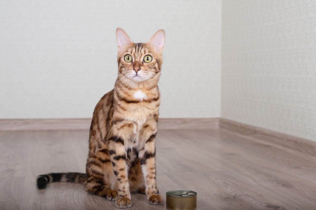 What domesticated cat is closest to a wild cat?