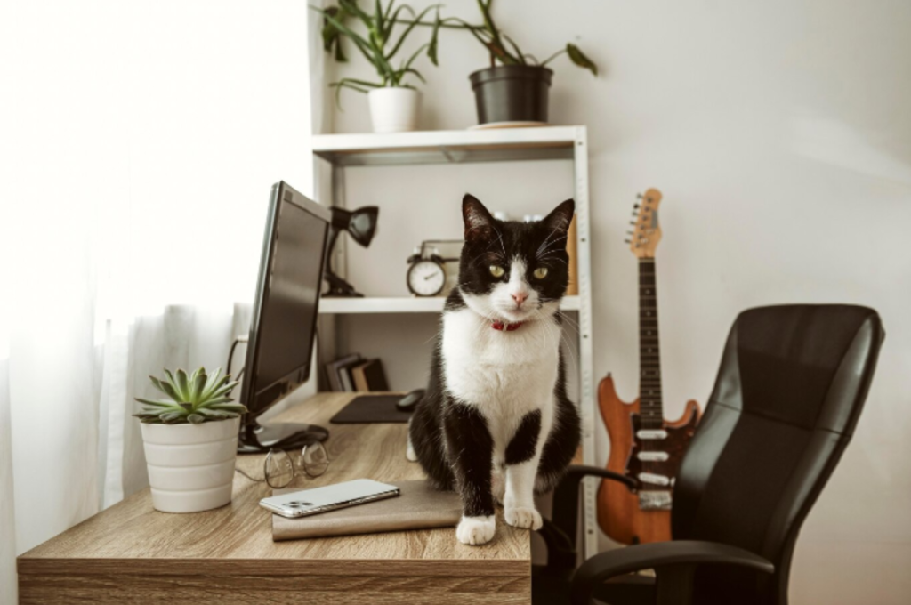 How to tell if a cat is indoor or outdoor?
