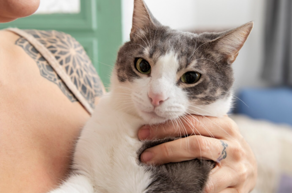 What is basic grooming for cat?