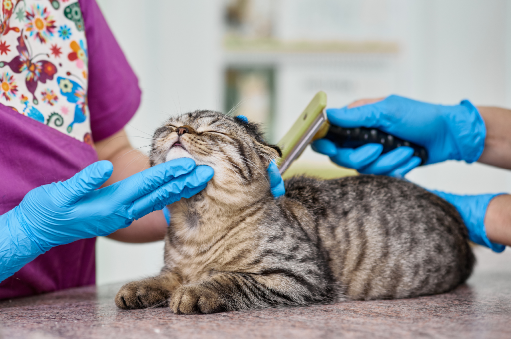 Should you take your cat to be groomed?