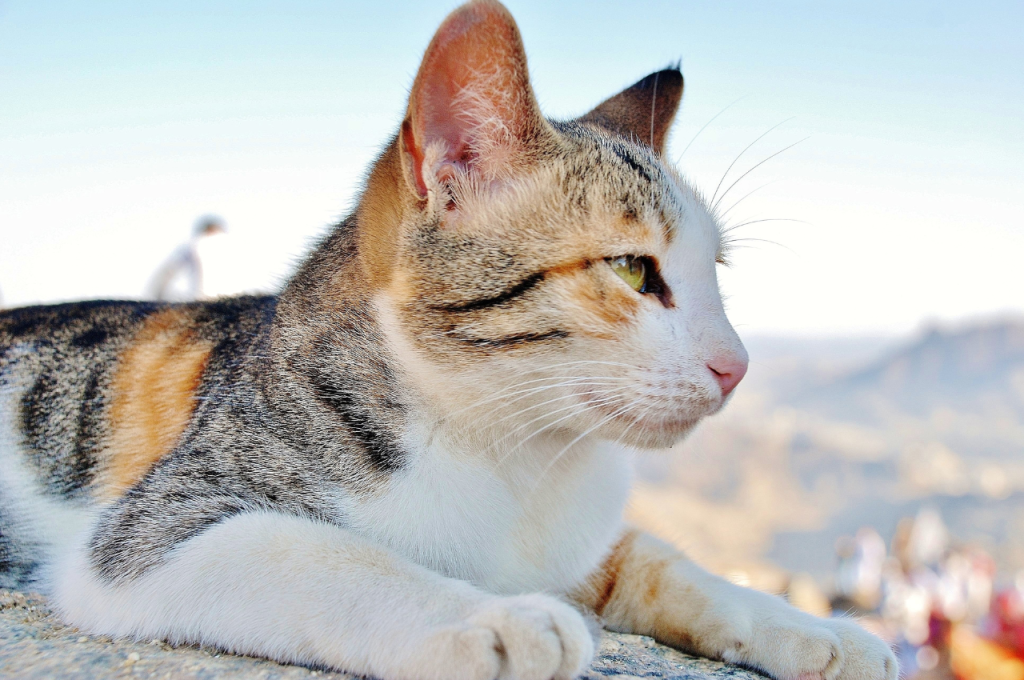 how to travel with a cat on a plane
