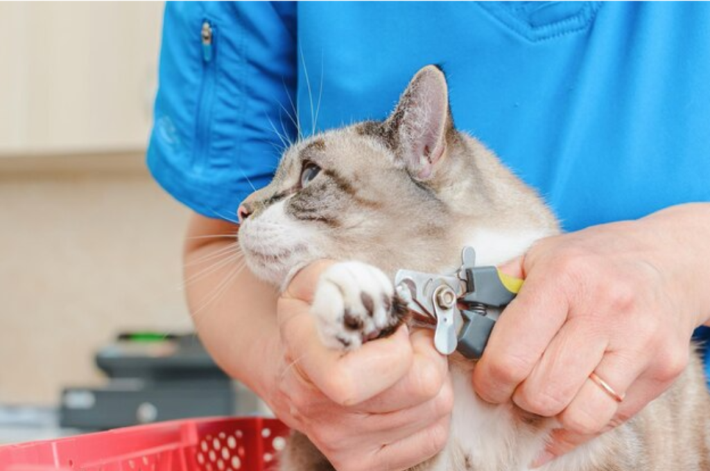 how to groom cat nails