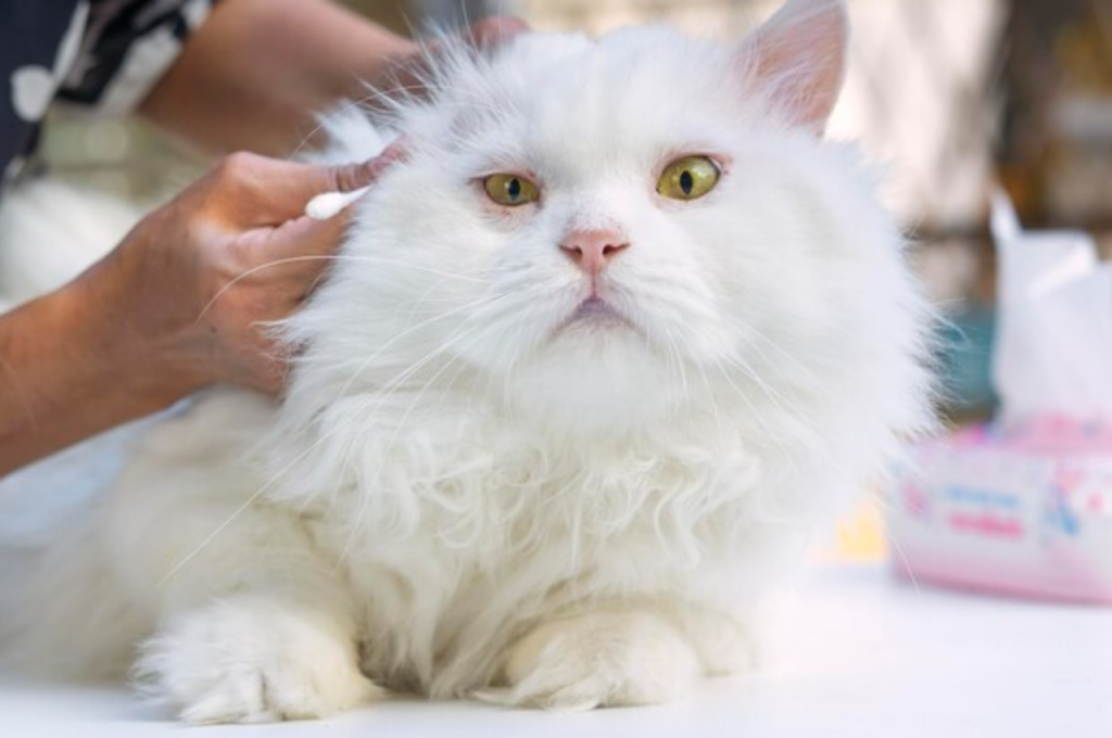 how to groom a long haired cat