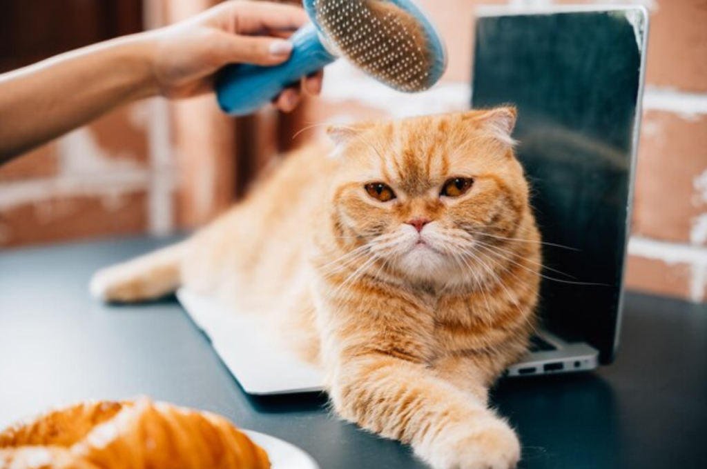 How do you clean a cat that won't let you?