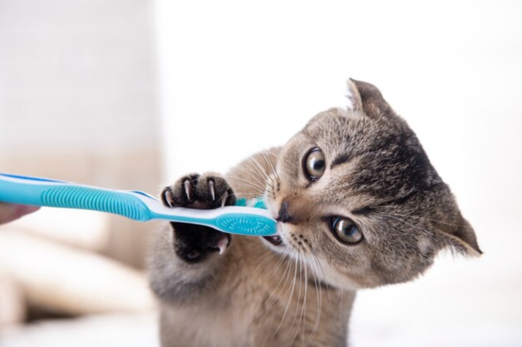 Are there benefits to shaving your cat?