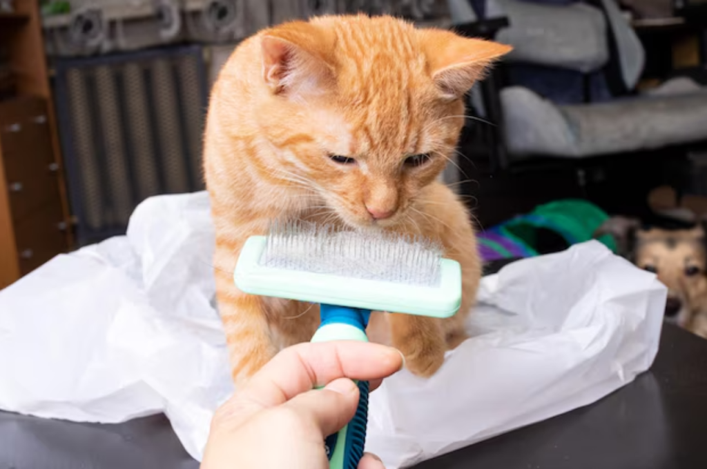 what does cat grooming include