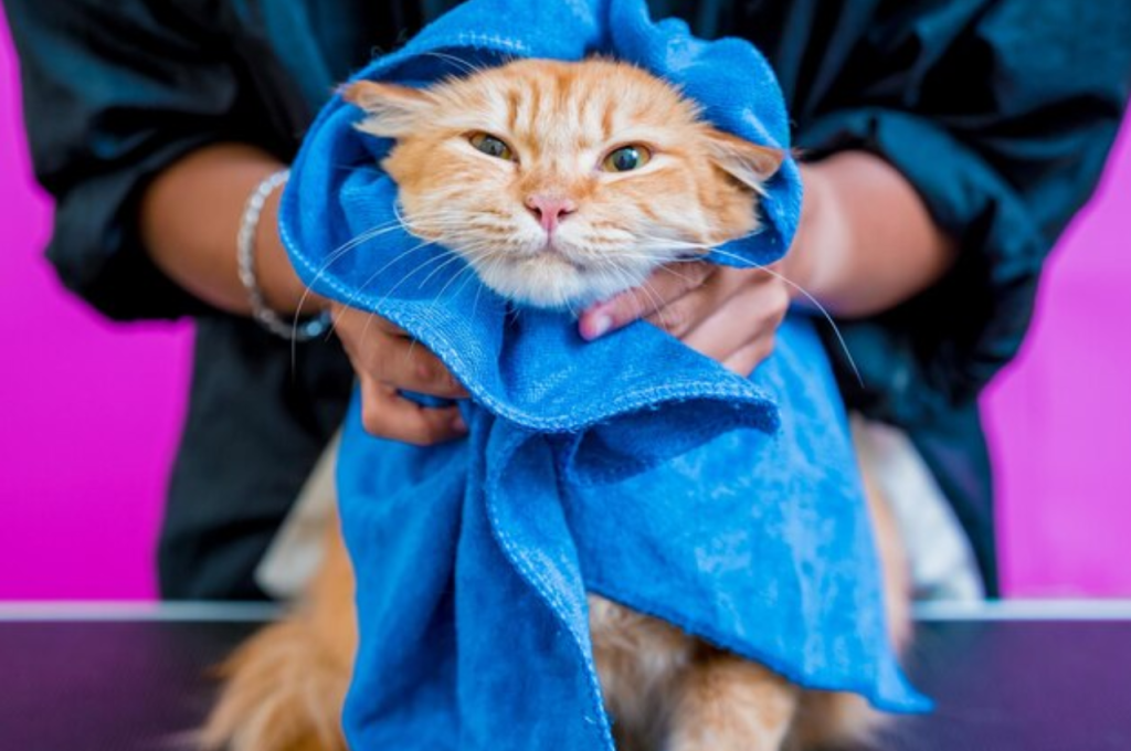 How do professional groomers groom cats?