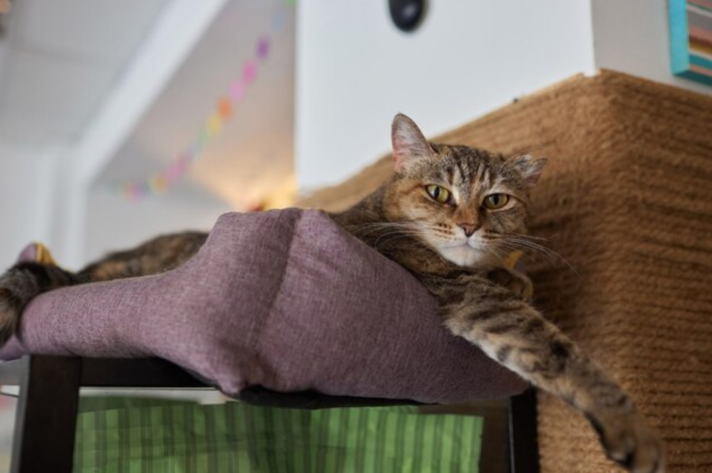 how to train cats not to scratch furniture