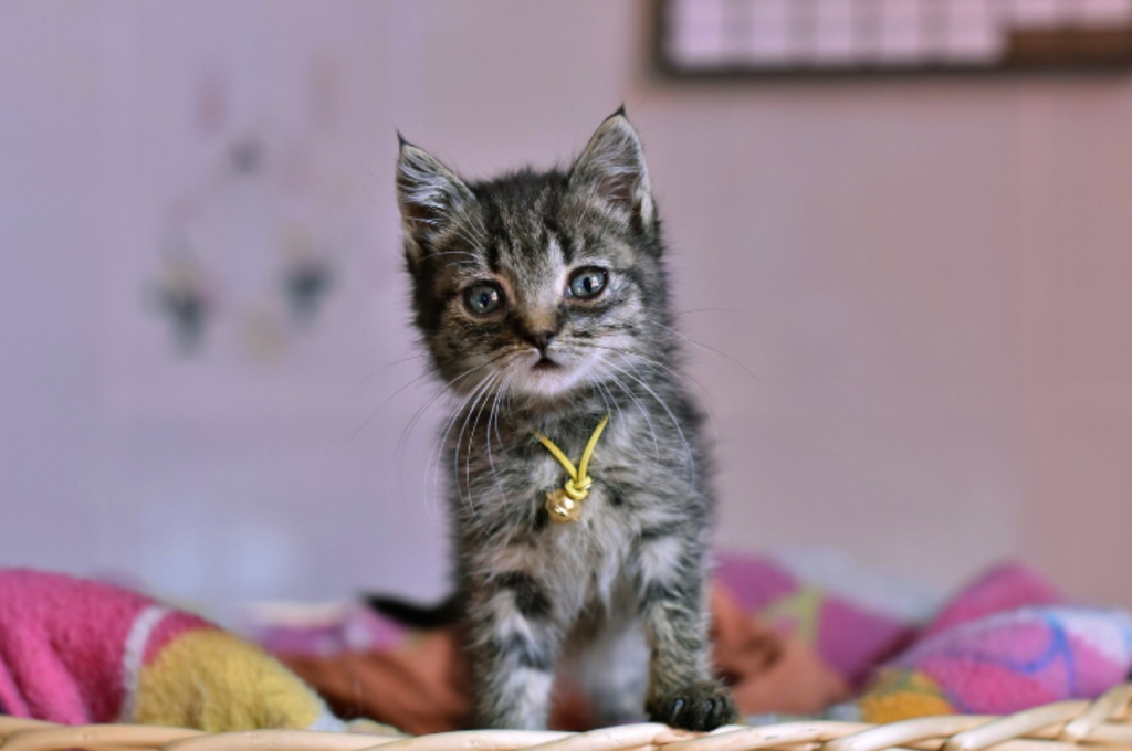 how to train a cat its name