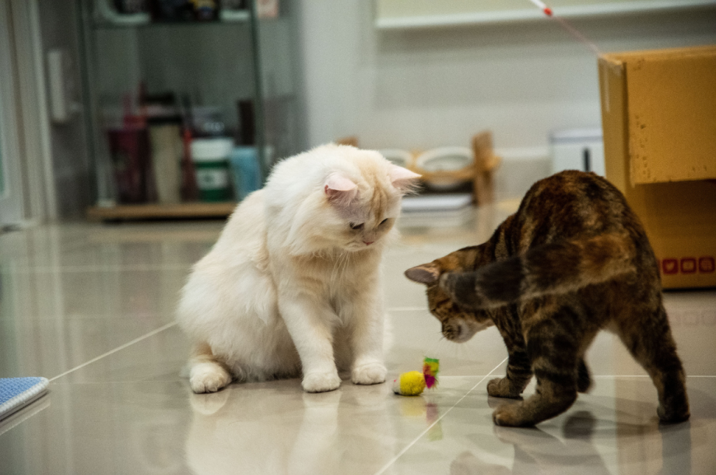 how to train a cat to fetch