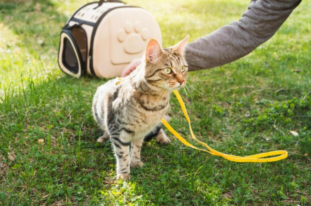 how to train a cat to walk on leash