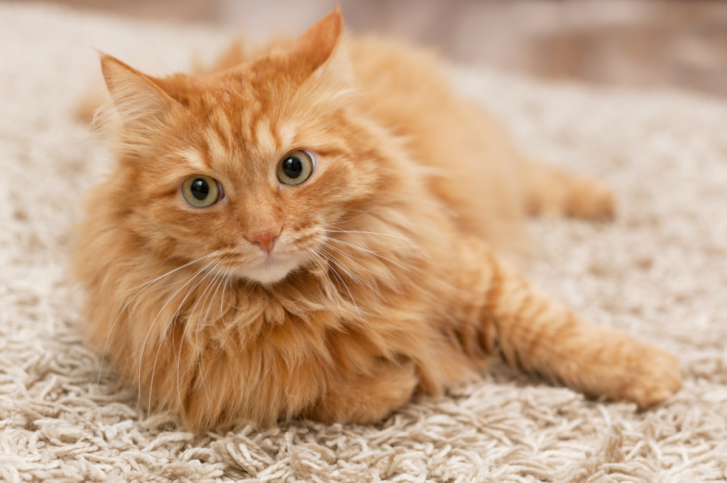 how to train an outdoor cat to stay home