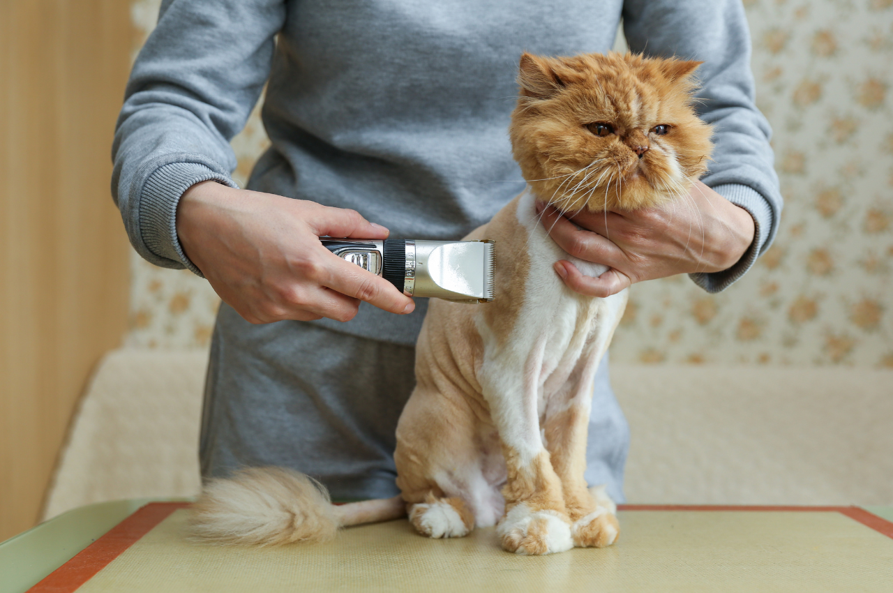 What is considered over grooming in cats?
