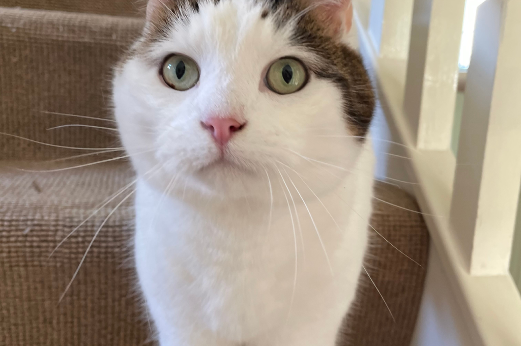 What is the best environment for indoor cats?