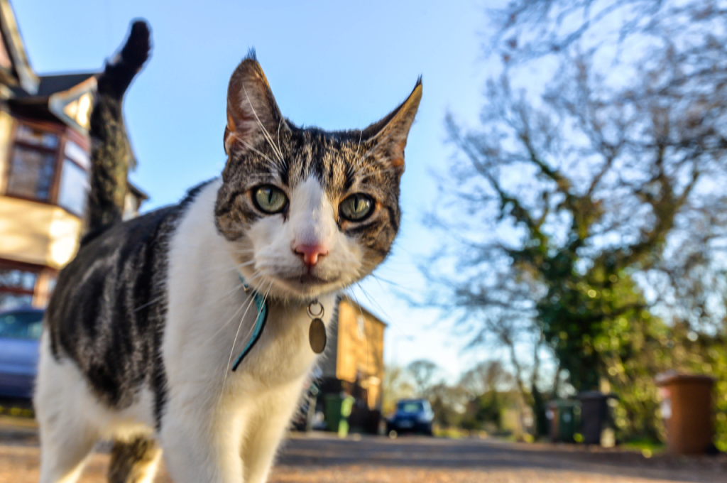 How to make your house more cat friendly?