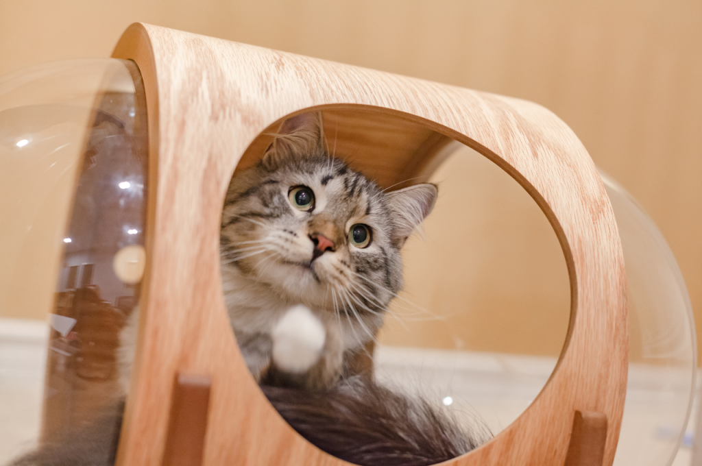 What makes a good home for a cat?