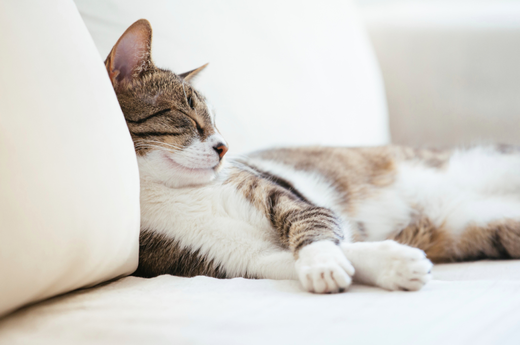 What environment do cats like to sleep in?