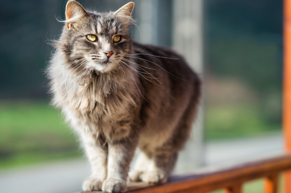 What does it mean if a cat is domesticated?