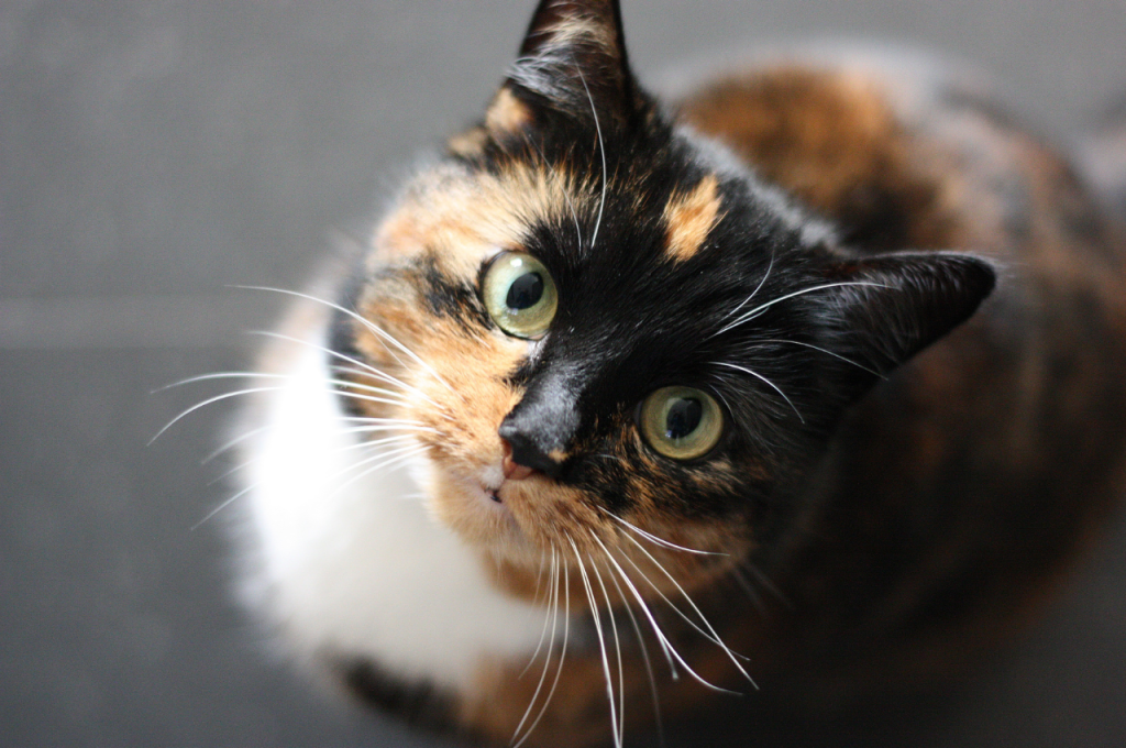 How to introduce a cat to your home