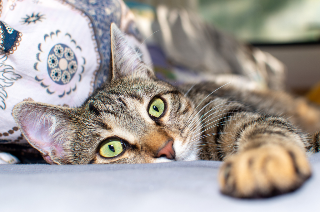 How do you create a safe space for cats?