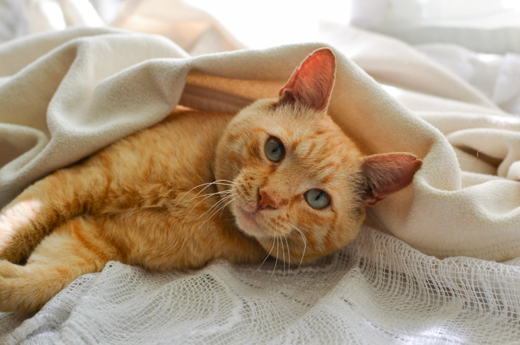What bed do cats like most?