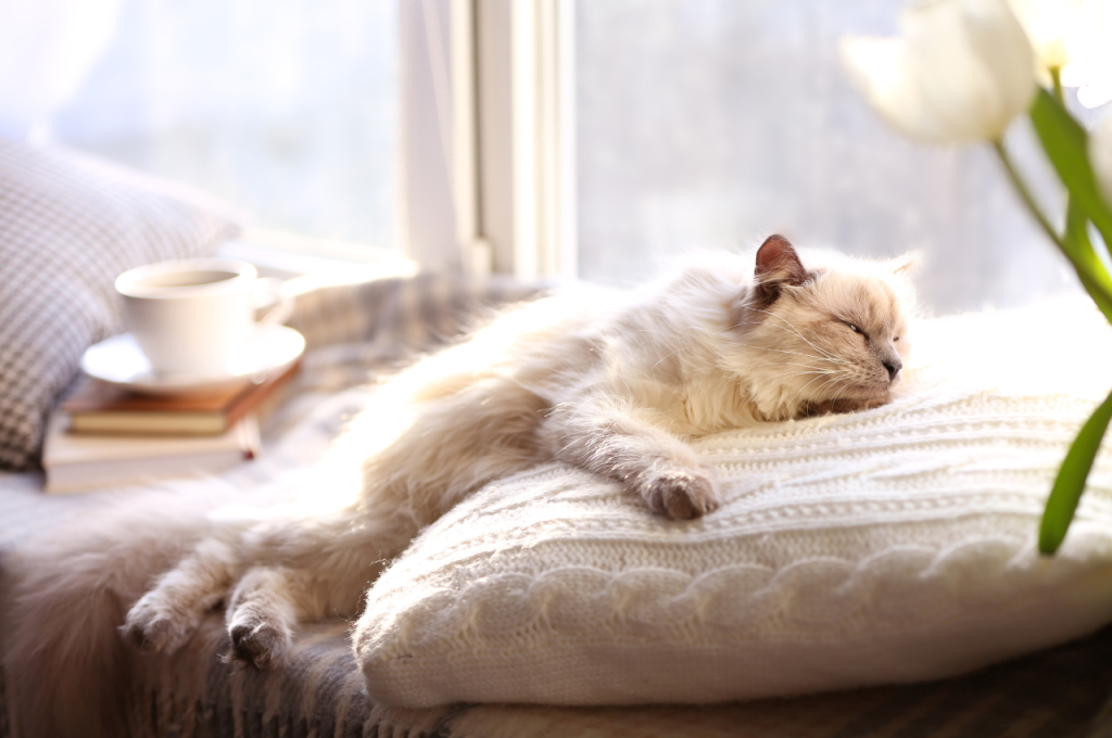 How do I make my cat go to sleep?