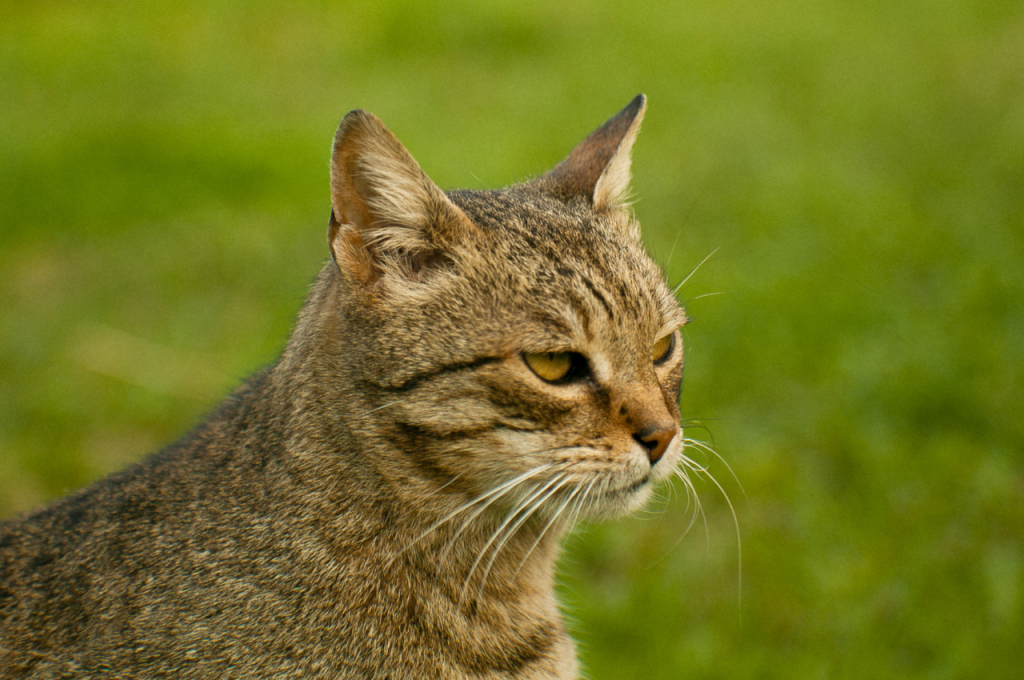 can domesticated cats survive in the wild