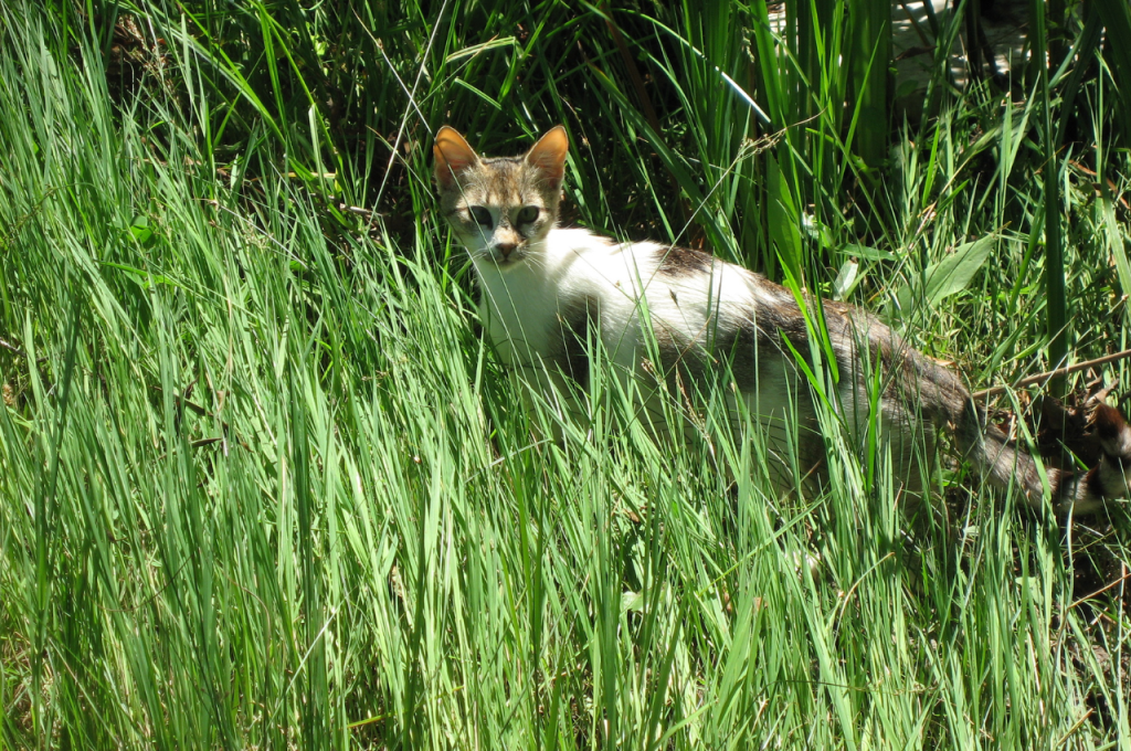 can wild cats be domesticated