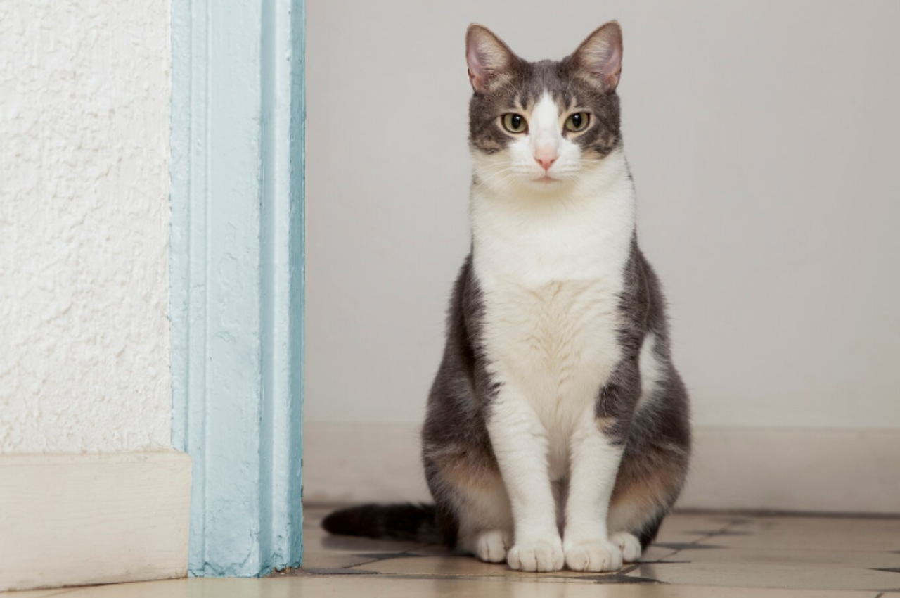 How do you tell if a cat is wild or domestic?