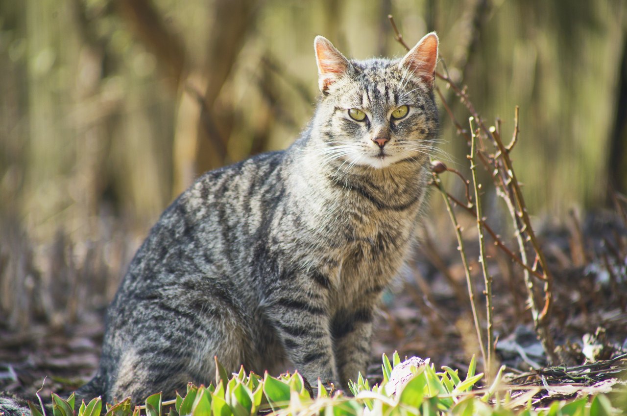 can domesticated cats survive in the wild