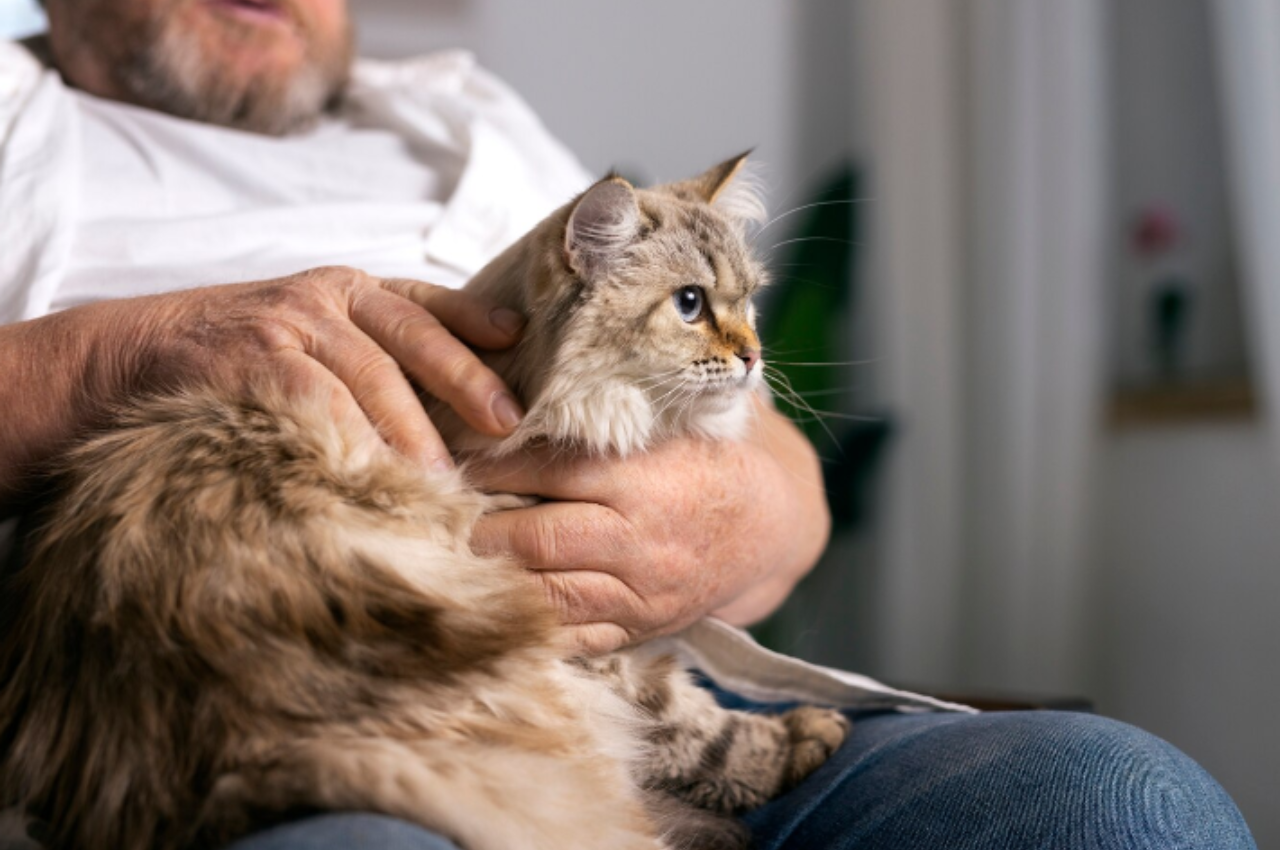 How to sedate a cat naturally?