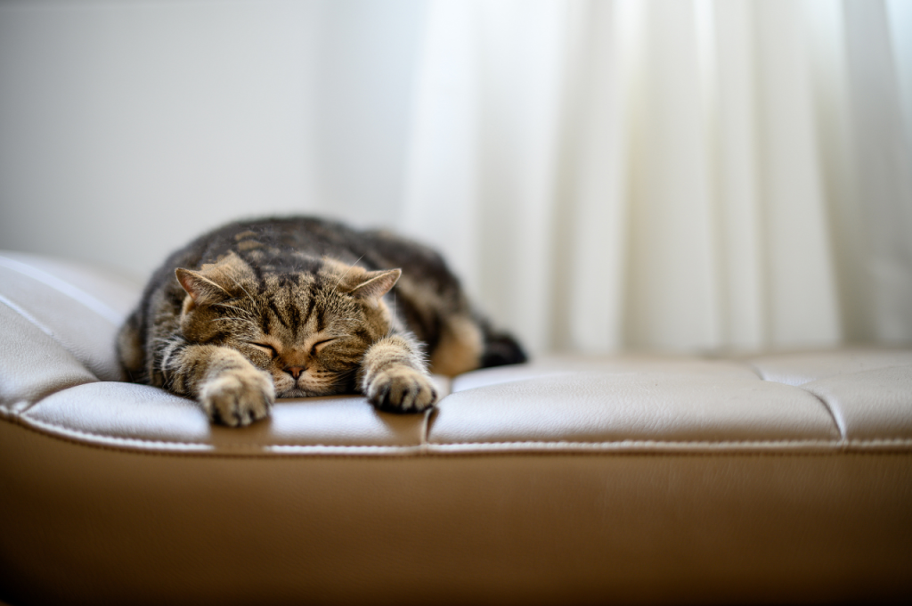 Why do cats refuse to sleep?