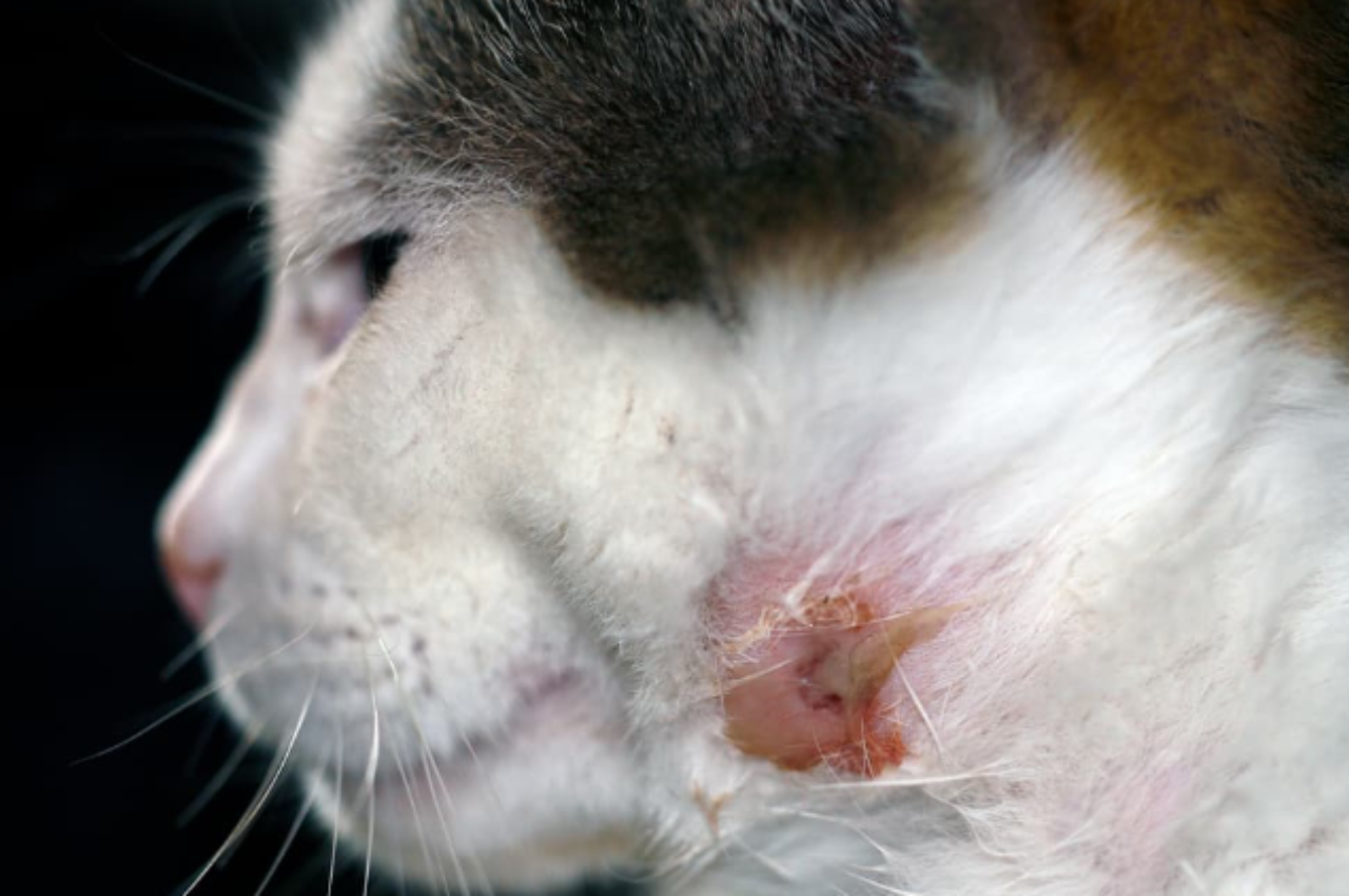 How to treat a cyst on a cat at home?