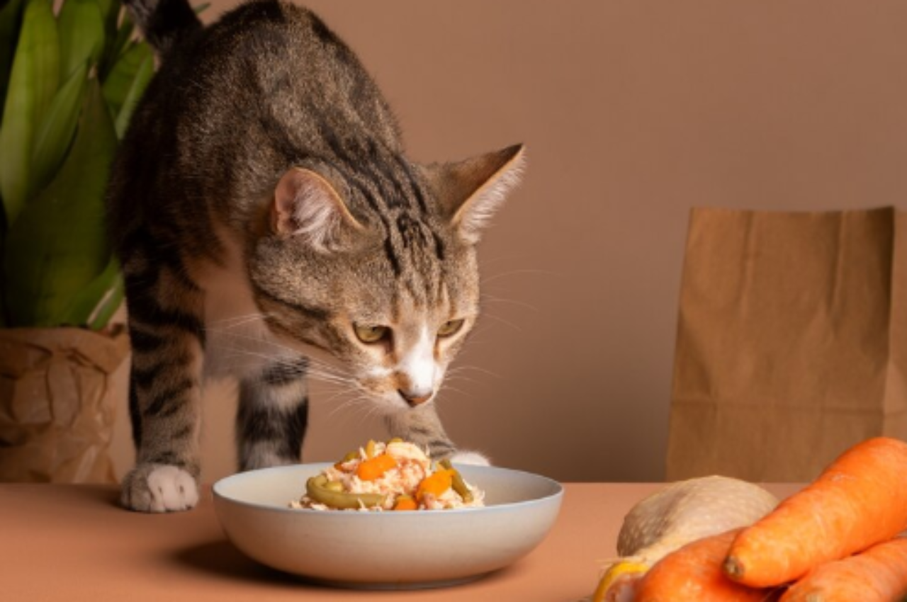 what to feed a cat instead of cat food