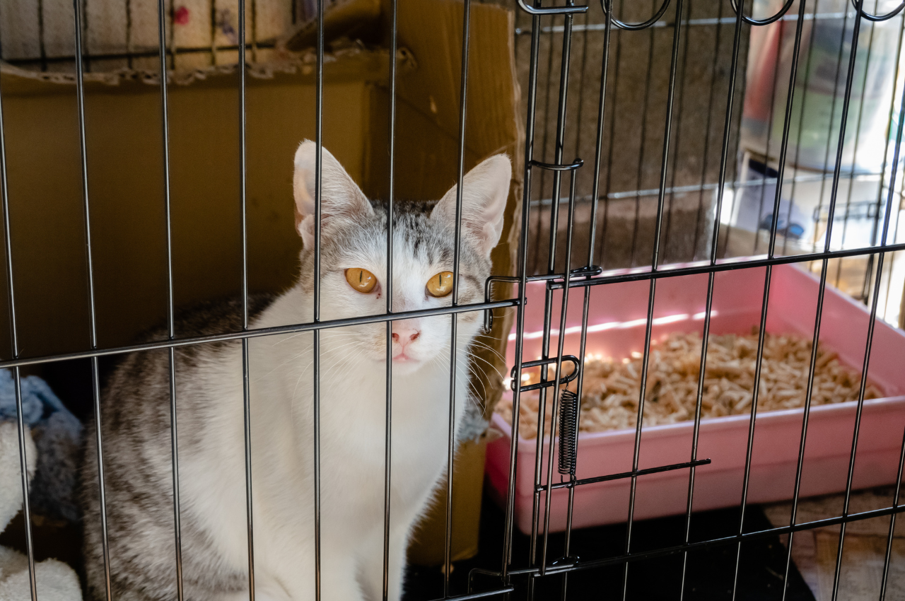 how to make a cat comfortable in a cage