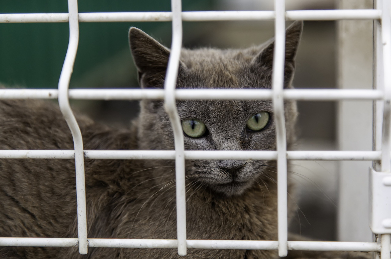 How to keep a caged cat happy?