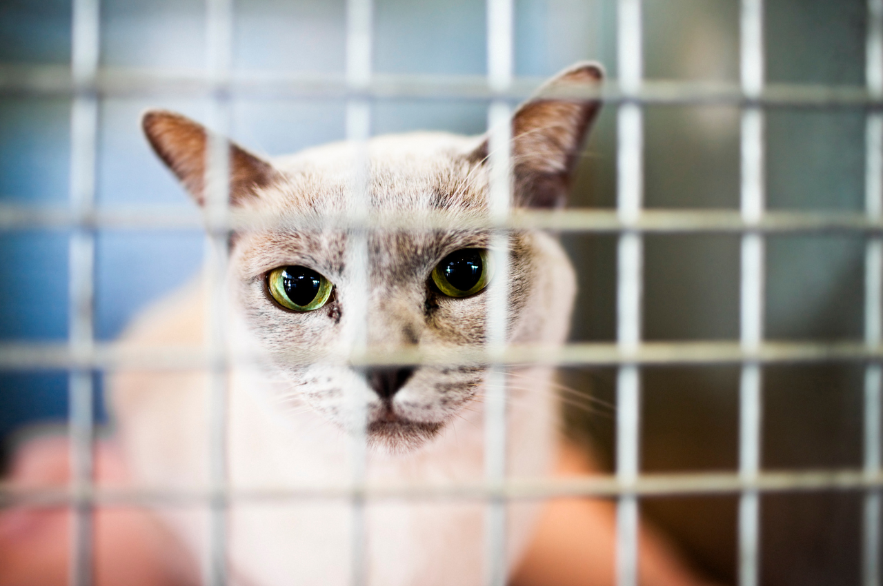 how to keep a cat calm in a cage