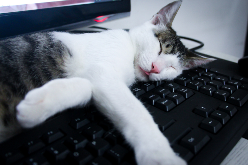 What can I give my cat to sleep at night