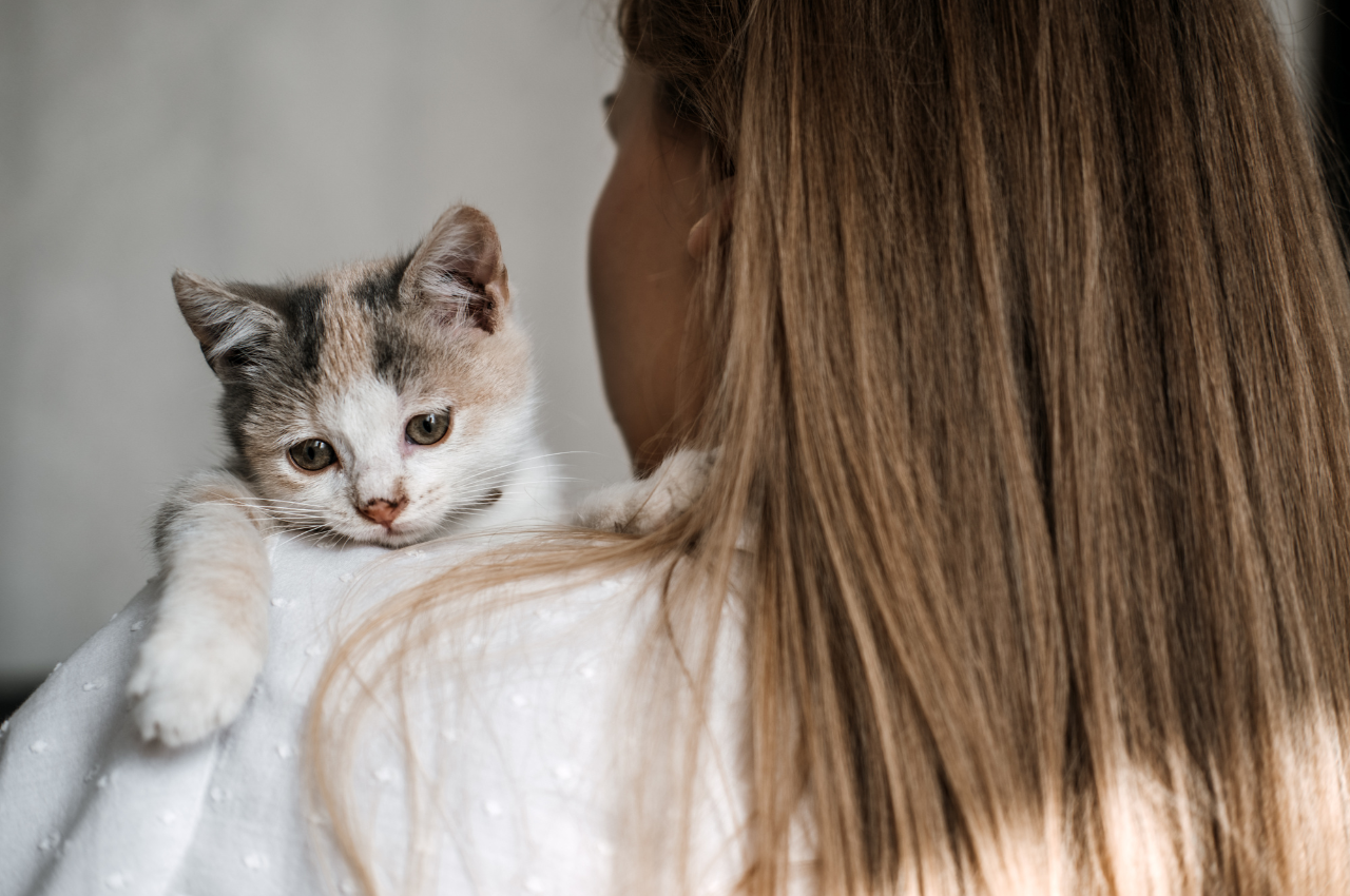 how to make an adopted cat feel comfortable