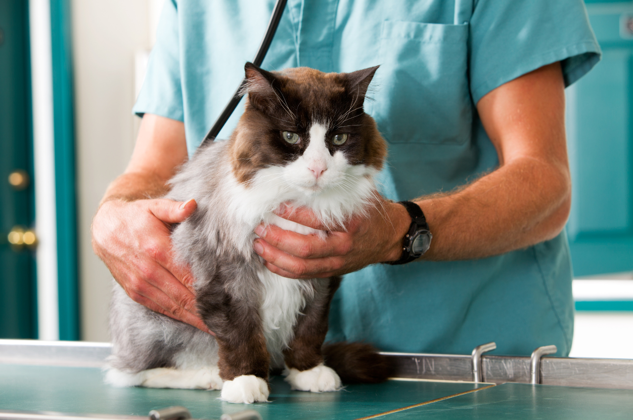 What does a cat health check include?