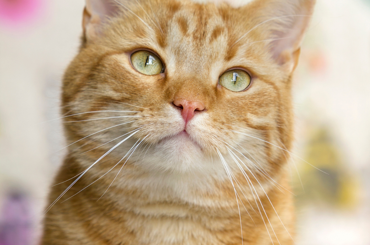 Signs of an unhealthy cat