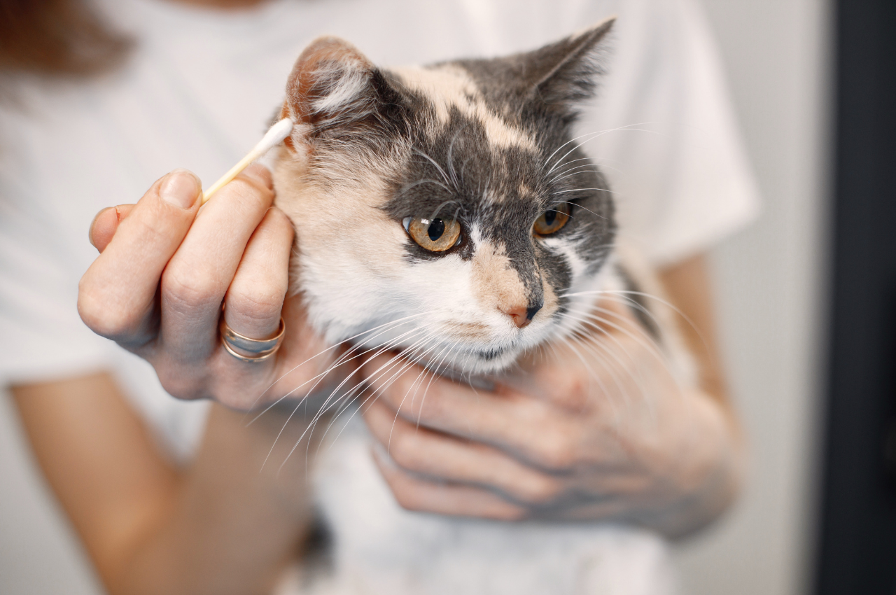 Cat care tips for beginners
