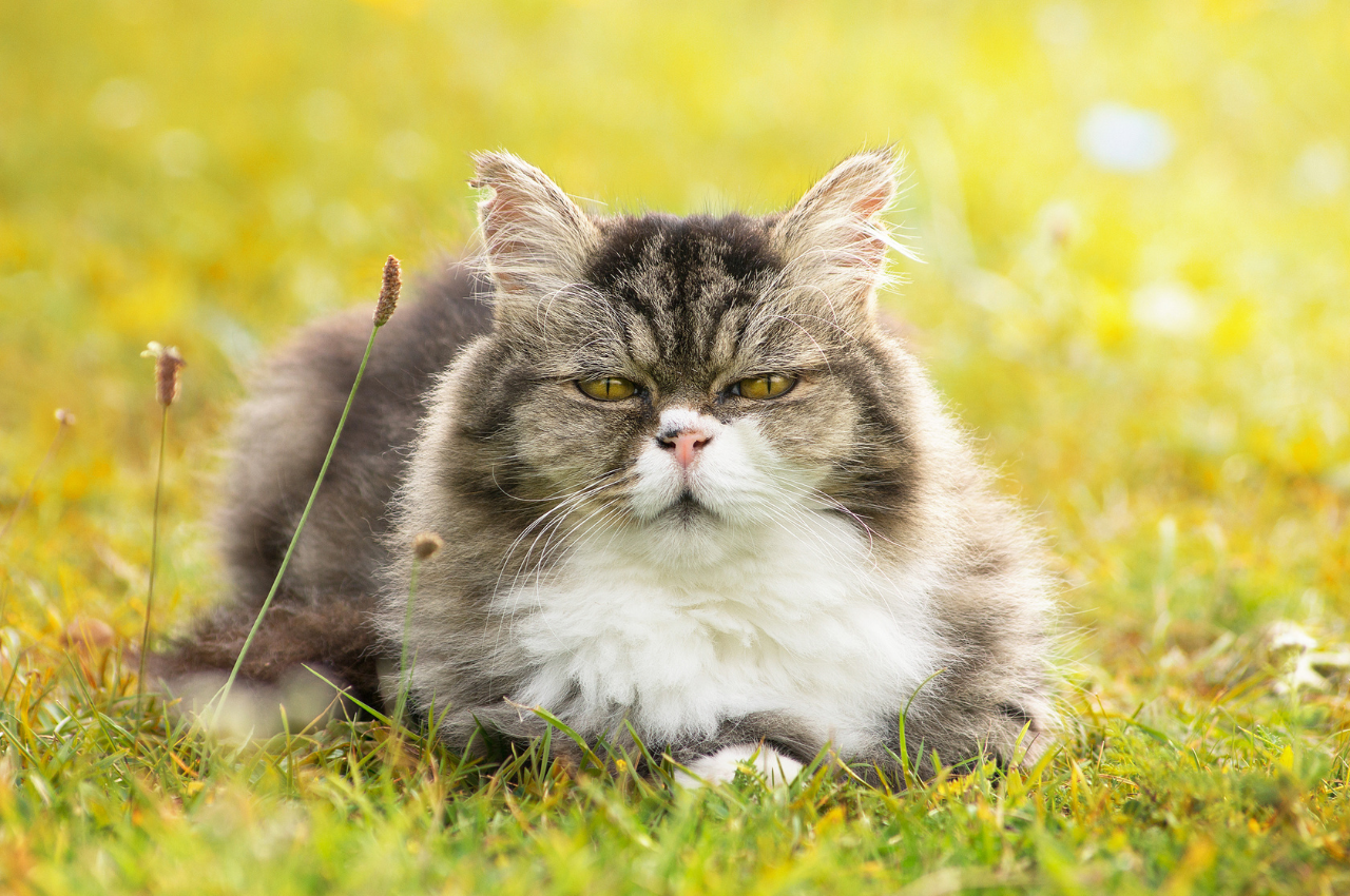 Older cat health problems