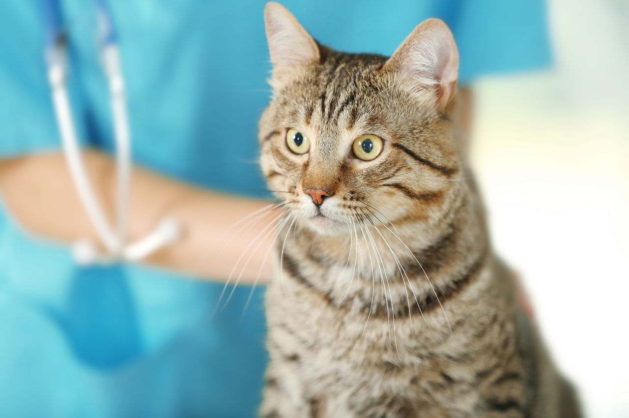How to check if a cat is healthy?