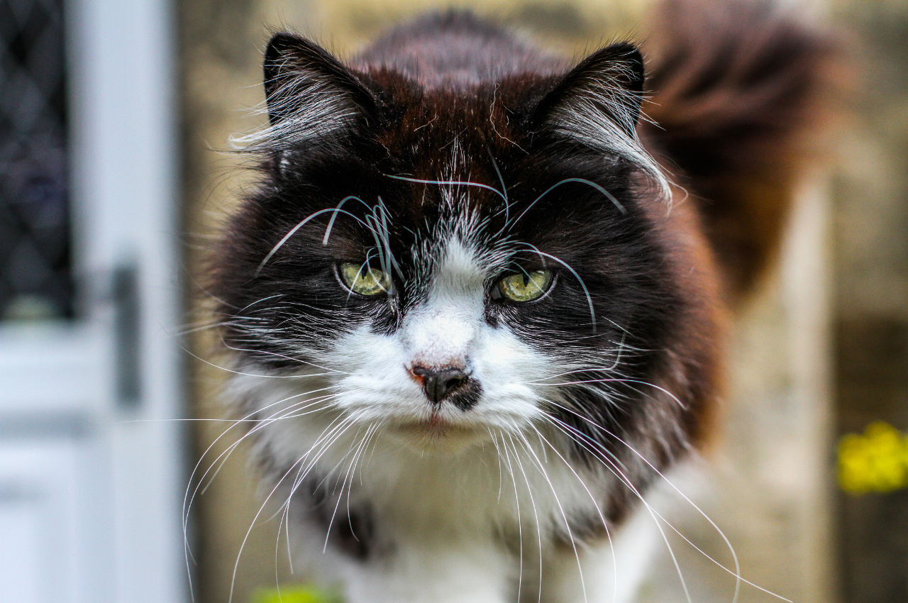 How do you calm an annoying cat?