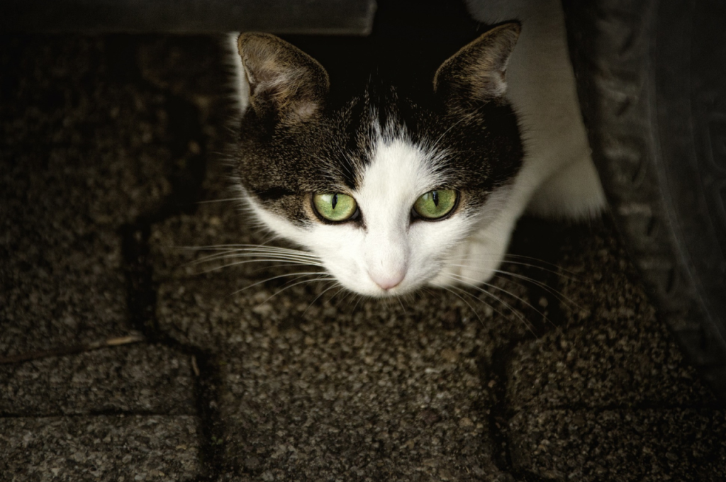 anxious cat behaviour