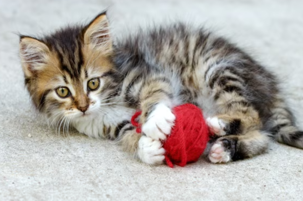 How to calm a hyperactive kitten?